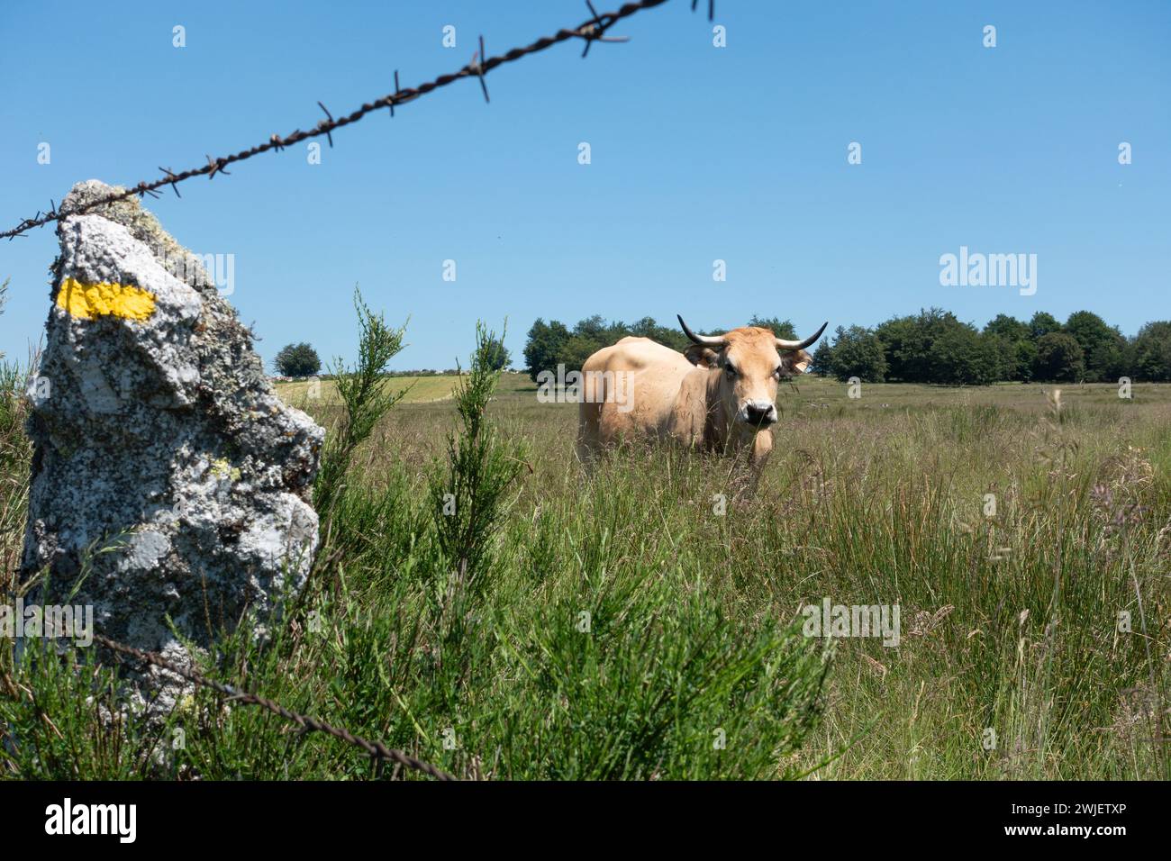 Prinsuejols (sud de la France) : paysage du Parc naturel régional de l'Aubrac. Vache Aubrac dans un champ et panneau avec des flèches peintes sur un rocher sur un hik Banque D'Images