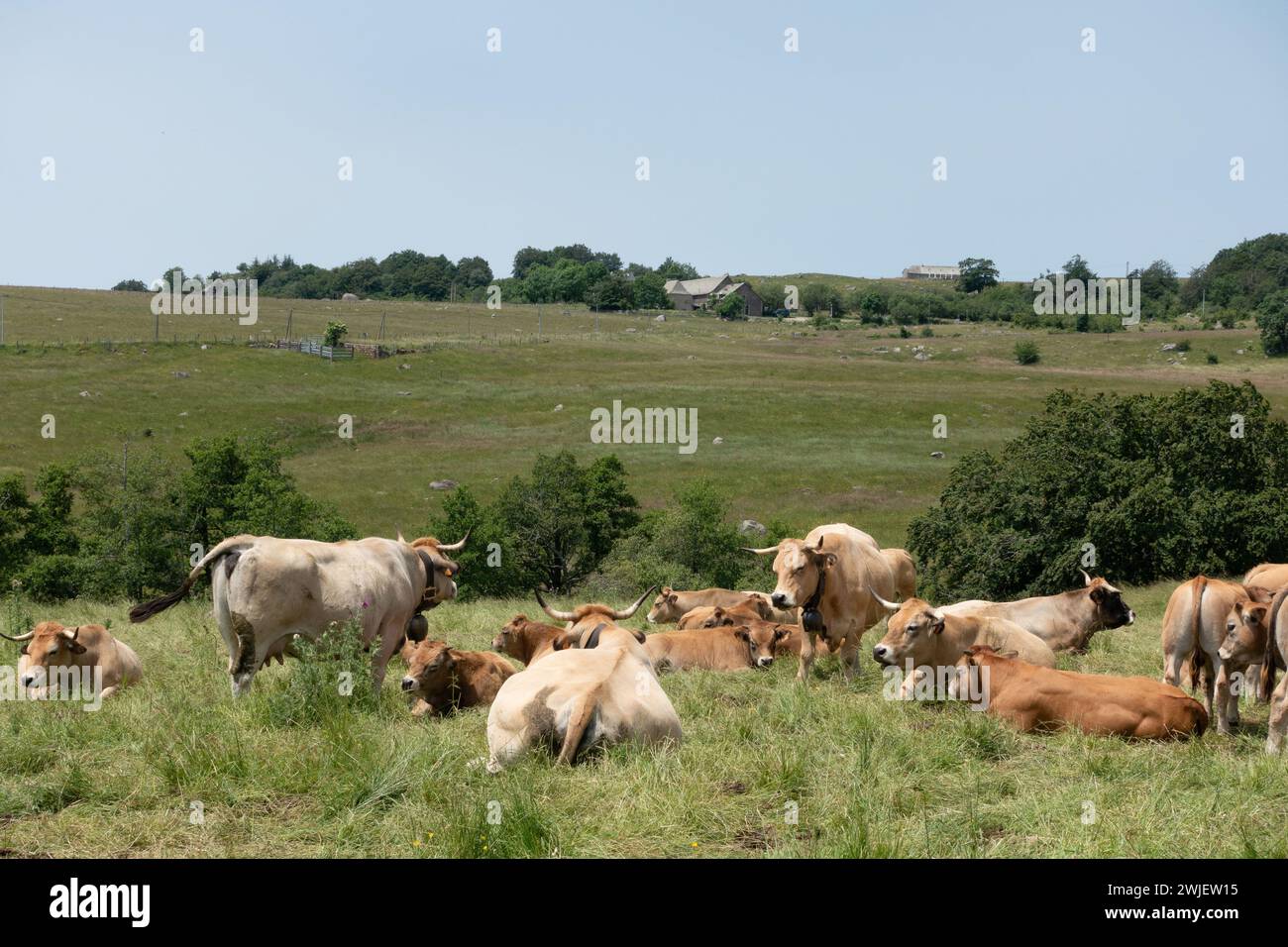Saint-Chely-d’Aubrac (sud de la France) : troupeau de vaches Aubrac dans le Parc naturel régional de l’Aubrac Banque D'Images