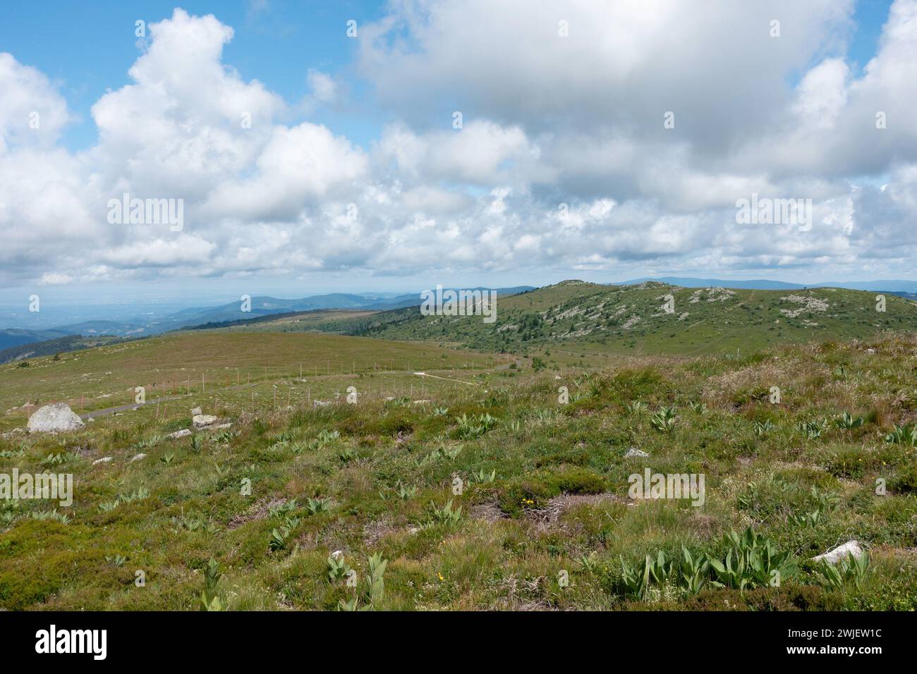 Chaîne montagneuse des Monts du Forez (centre-sud de la France) : vue d’ensemble depuis Pierre-sur-haute. Paysage du site naturel des Hautes Chaumes en été Banque D'Images