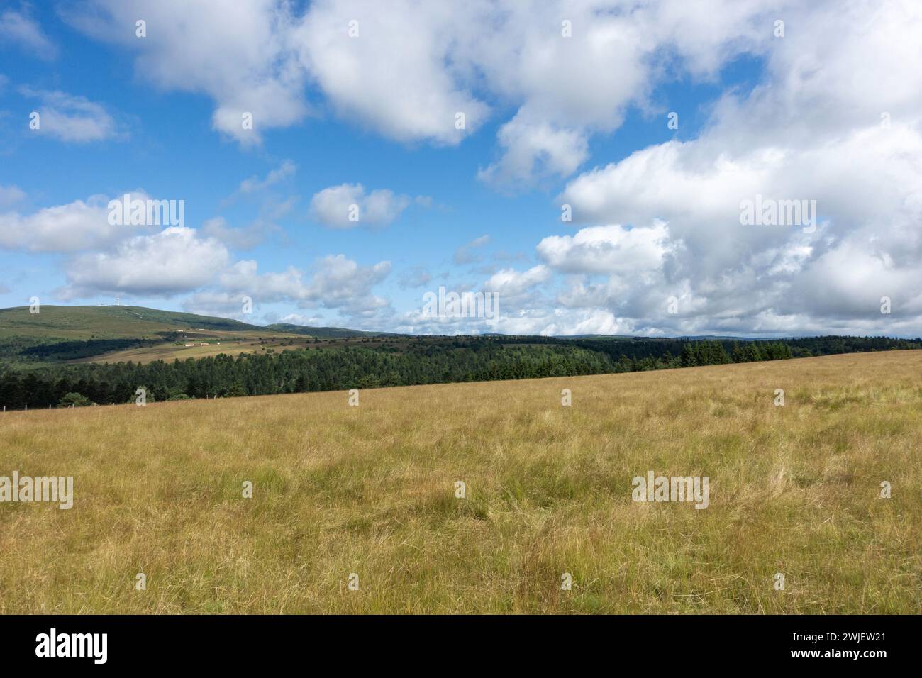Chaîne montagneuse des Monts du Forez (centre-sud de la France) : paysage du site naturel des Hautes Chaumes en été, sur la commune de Sauvain Banque D'Images