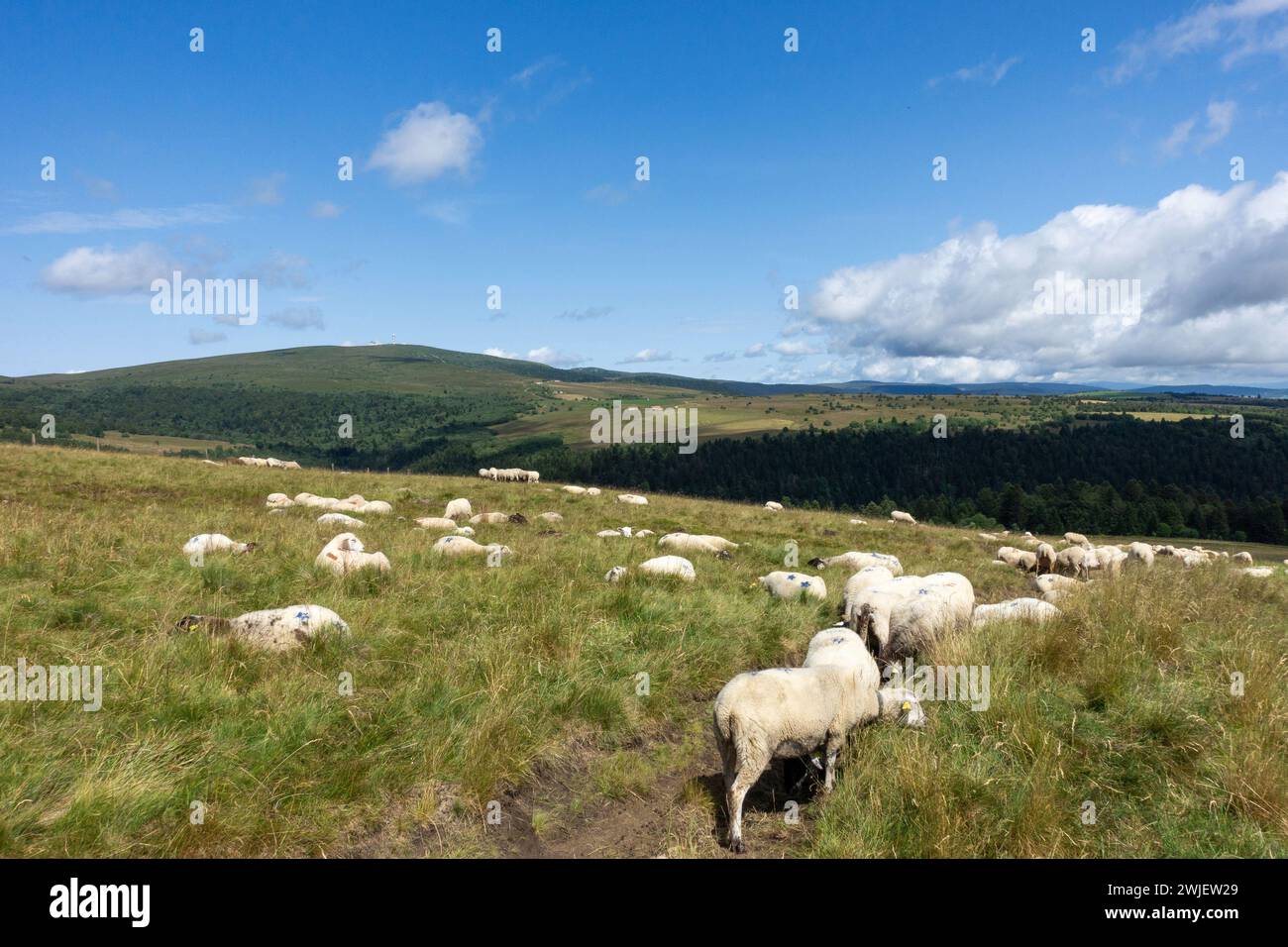 Chaîne montagneuse des Monts du Forez (centre-sud de la France) : paysage du site naturel des Hautes Chaumes en été, sur la commune de Sauvain Banque D'Images