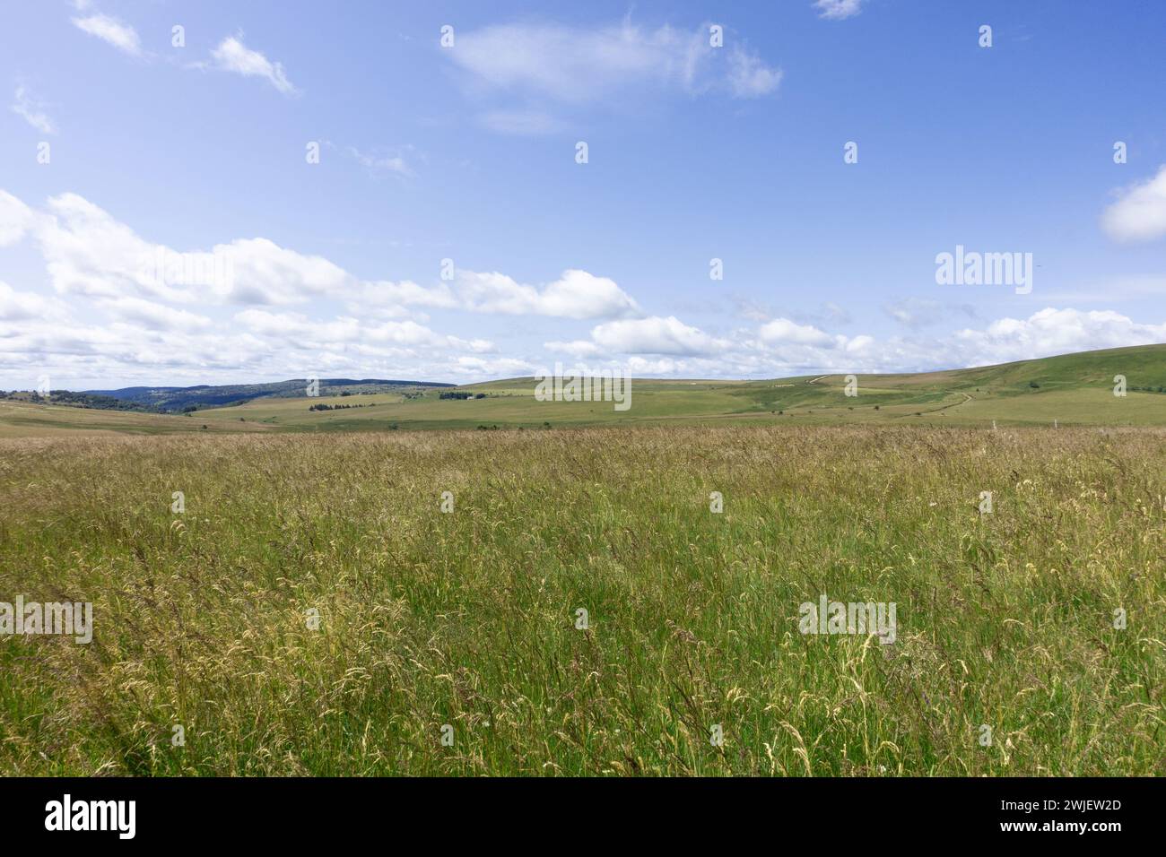 Chaîne montagneuse des Monts du Forez (centre-sud de la France) : paysage du site naturel des Hautes Chaumes en été, sur la commune de Sauvain Banque D'Images