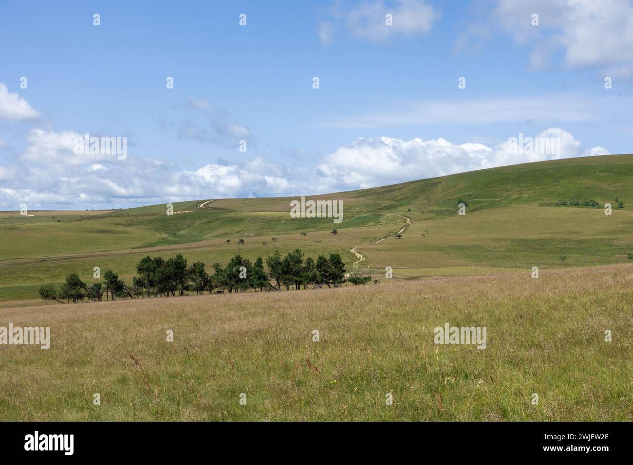 Chaîne montagneuse des Monts du Forez (centre-sud de la France) : paysage du site naturel des Hautes Chaumes en été, sur la commune de Sauvain Banque D'Images