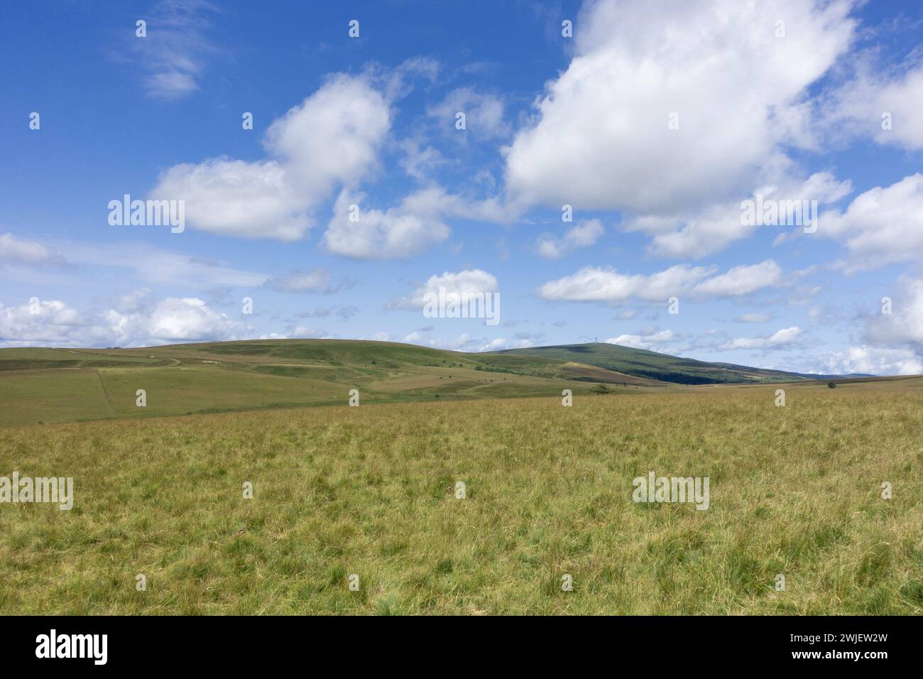 Chaîne montagneuse des Monts du Forez (centre-sud de la France) : paysage du site naturel des Hautes Chaumes en été, sur la commune de Sauvain Banque D'Images