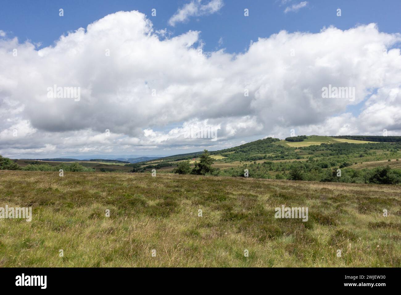 Chaîne montagneuse des Monts du Forez (centre-sud de la France) : paysage du site naturel des Hautes Chaumes en été, sur la commune de Sauvain Banque D'Images