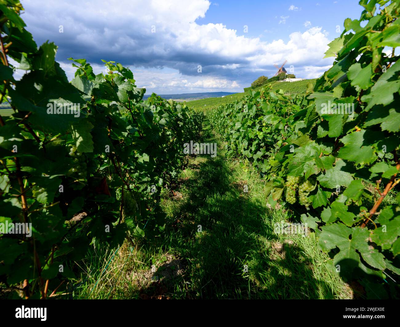 Verzenay (nord-ouest de la France) : moulin à vent et la maison de Champagne G.H Mumm vue depuis un vignoble Banque D'Images
