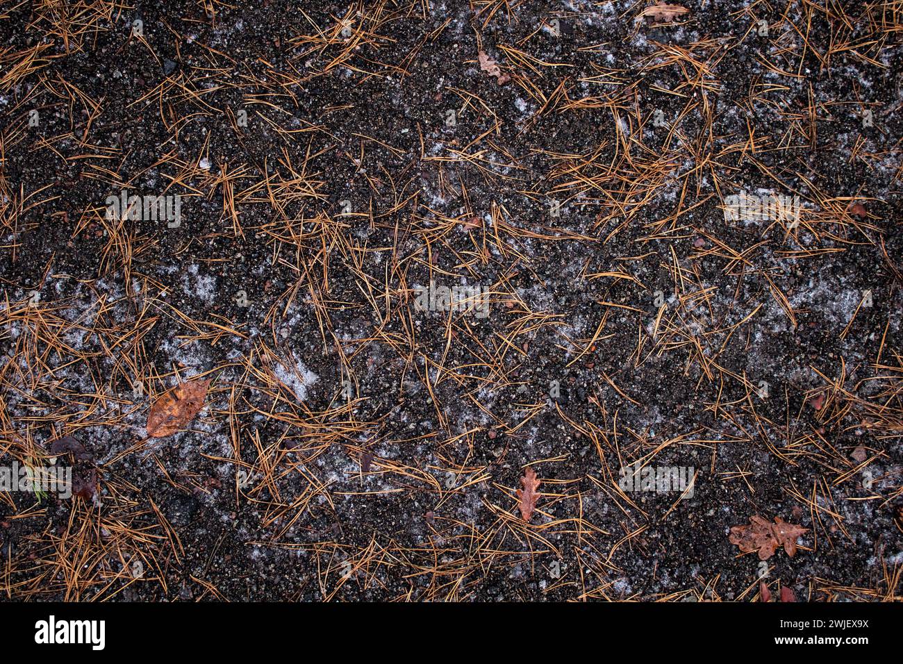 Fond de terrain avec des feuilles et des cônes et en hiver Banque D'Images