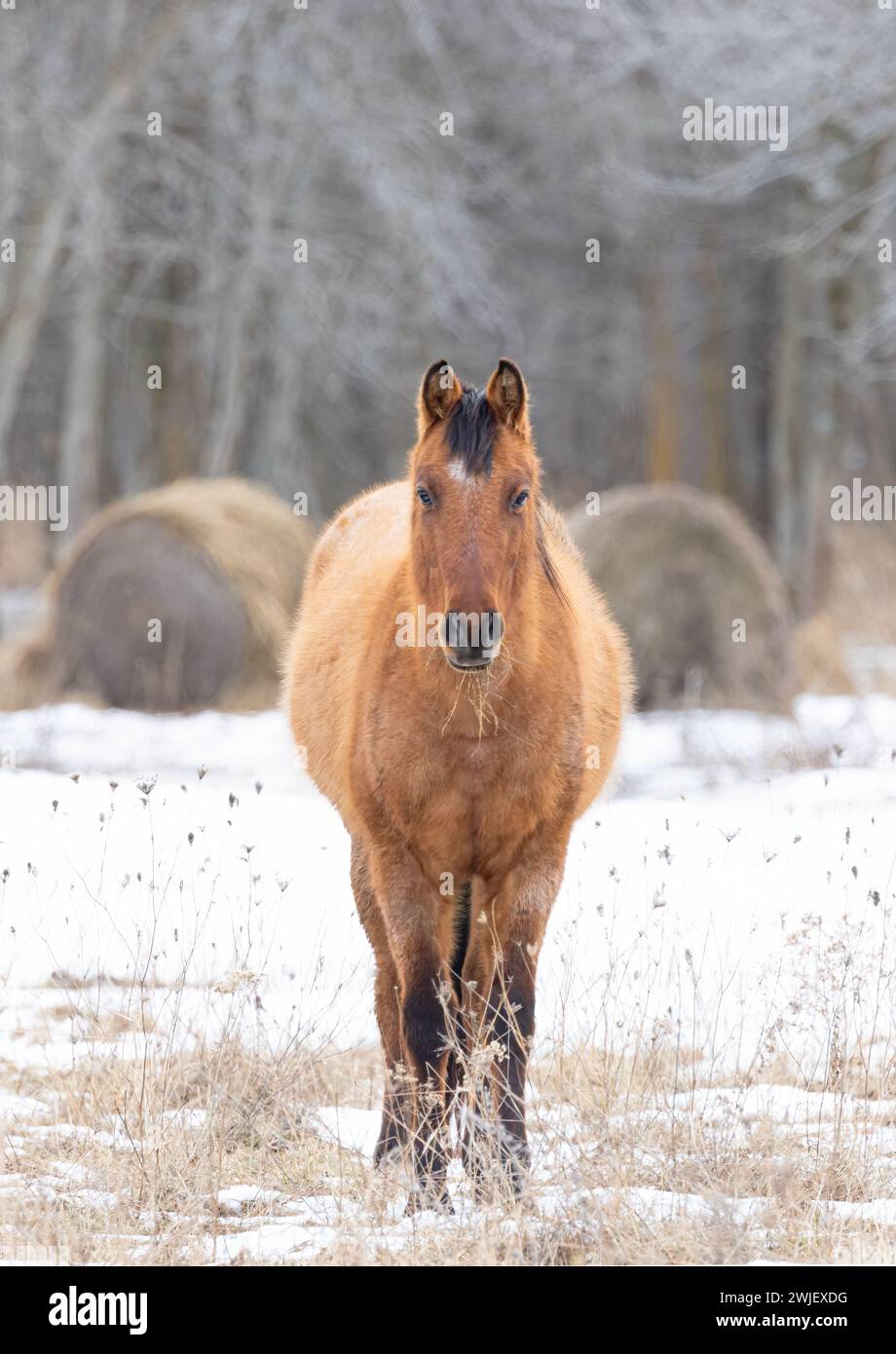 Cheval brun marchant dans un pré sur Wolfe Island, Ontario, Canada Banque D'Images