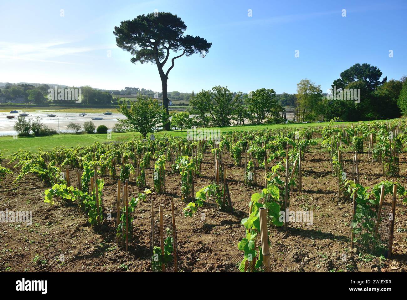 Locquirec (Bretagne, nord-ouest de la France) : vignoble de L’Ile blanche. 750 vignes (cépage Johaniter) ont été plantées en mars 2023 sur une parcelle de 1000m2 Banque D'Images