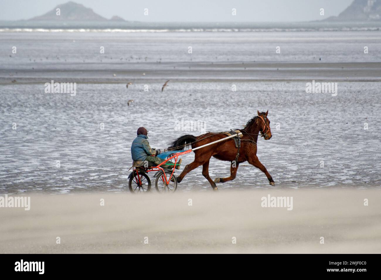 Hillion (Bretagne, nord-ouest de la France) : galop à cheval sur la plage de la réserve naturelle nationale de la baie de Saint-Brieuc. Cheval de trot et j Banque D'Images