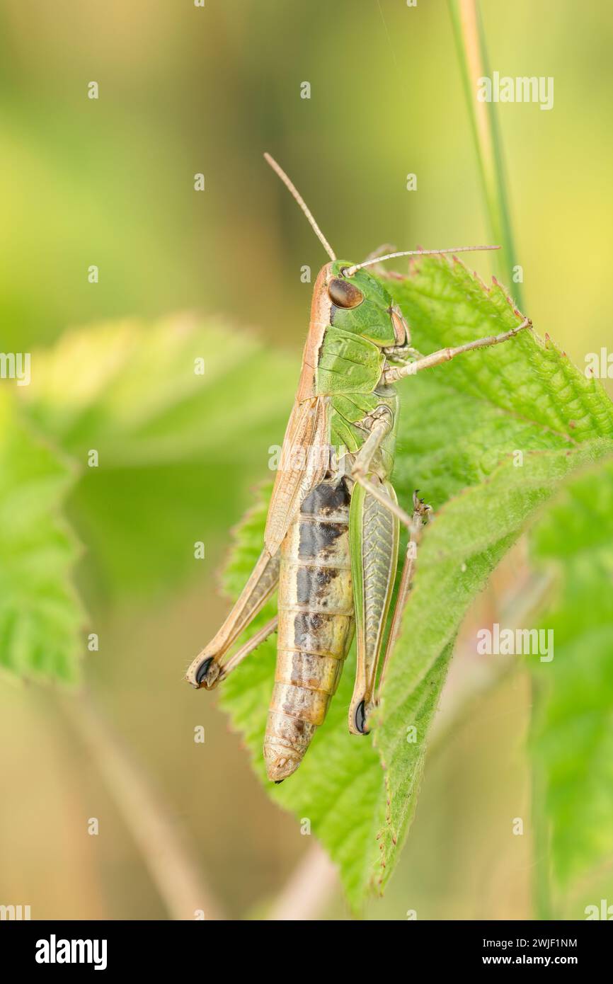 Gros plan sur la sauterelle européenne des prairies, Pseudochorthippus parallelus assis dans la végétation en milieu naturel. Macrophotographie détaillée. Banque D'Images