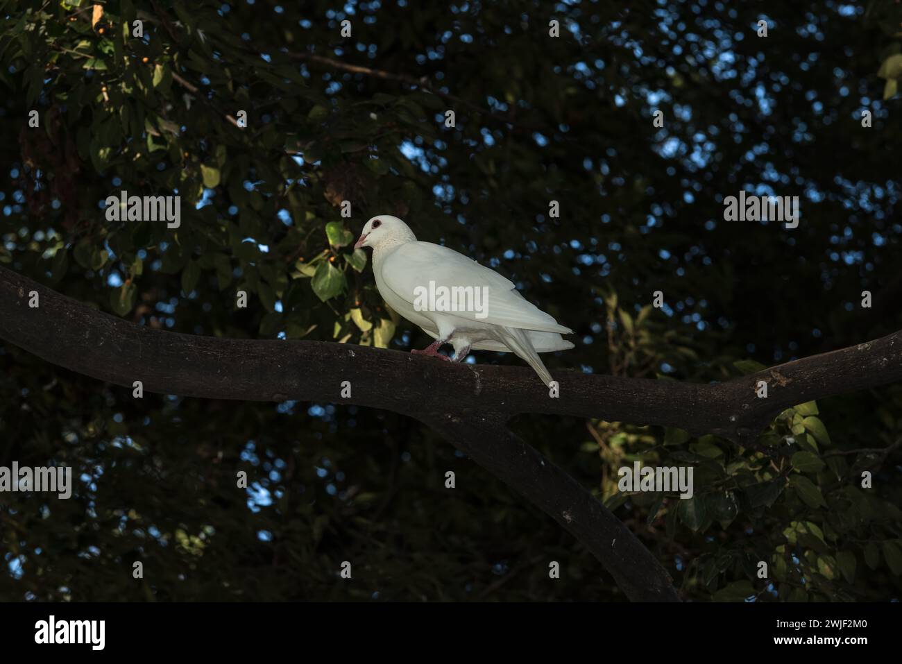 colombe blanche sur la cime des arbres Banque D'Images
