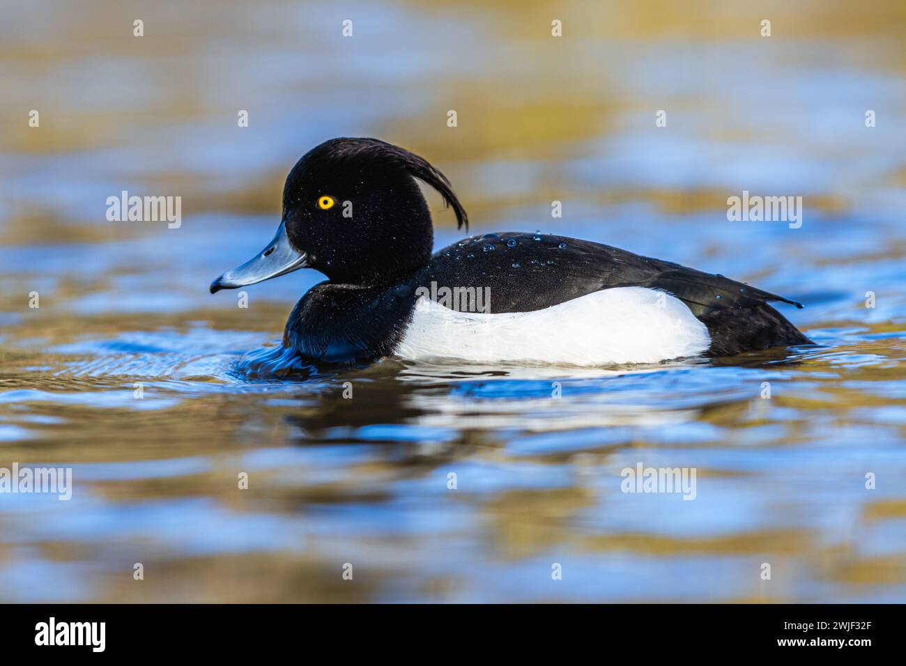Mâle de canard touffeté, Aythya fuligula, oiseau sur l'eau en hiver Banque D'Images