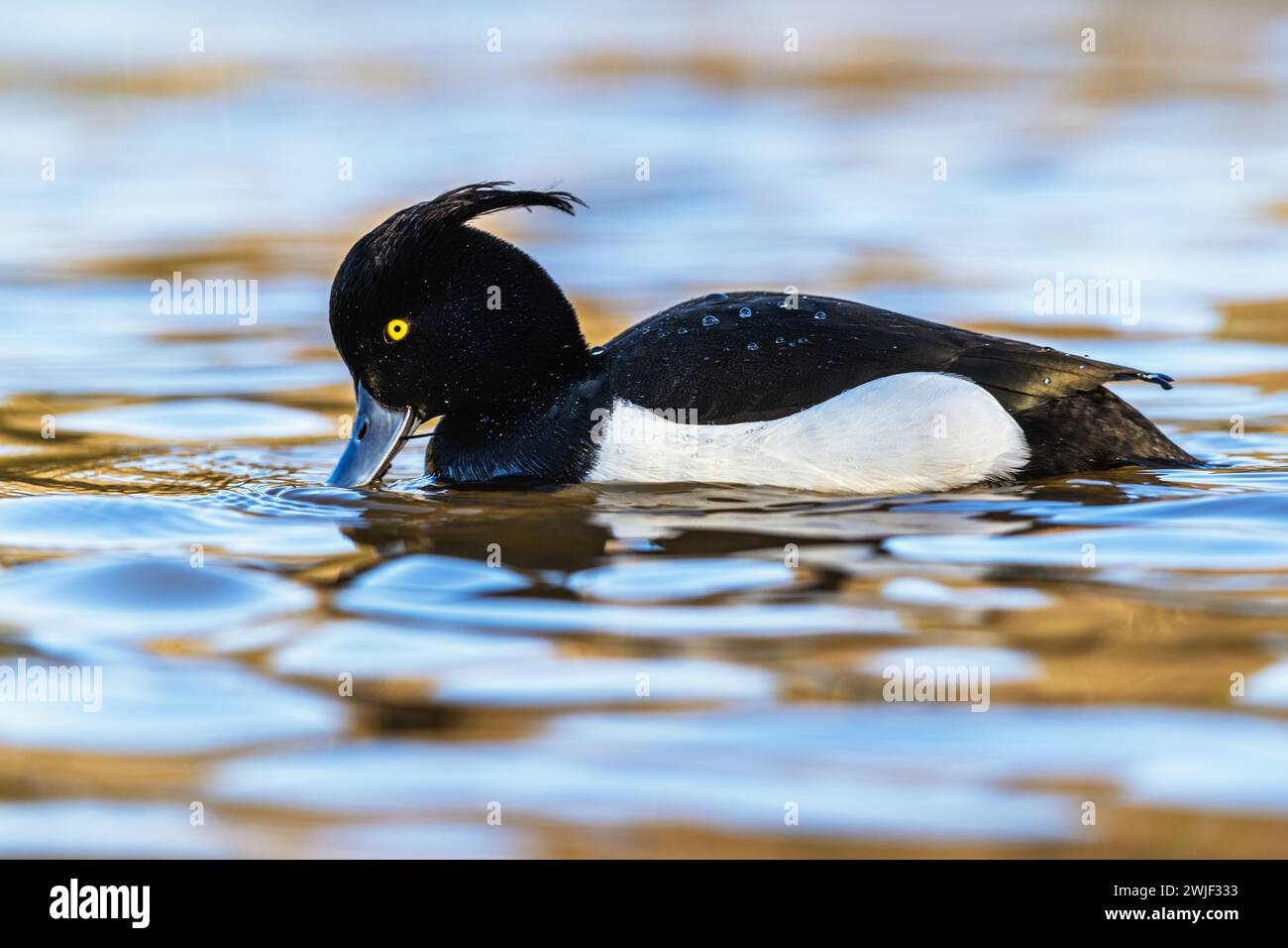 Mâle de canard touffeté, Aythya fuligula, oiseau sur l'eau en hiver Banque D'Images