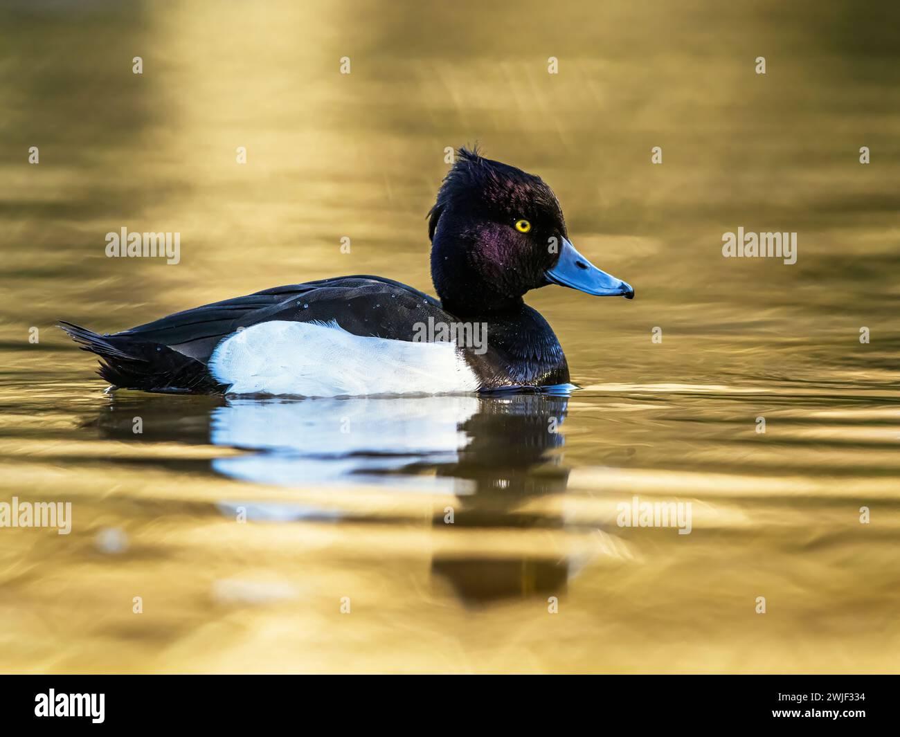 Mâle de canard touffeté, Aythya fuligula, oiseau sur l'eau en hiver Banque D'Images