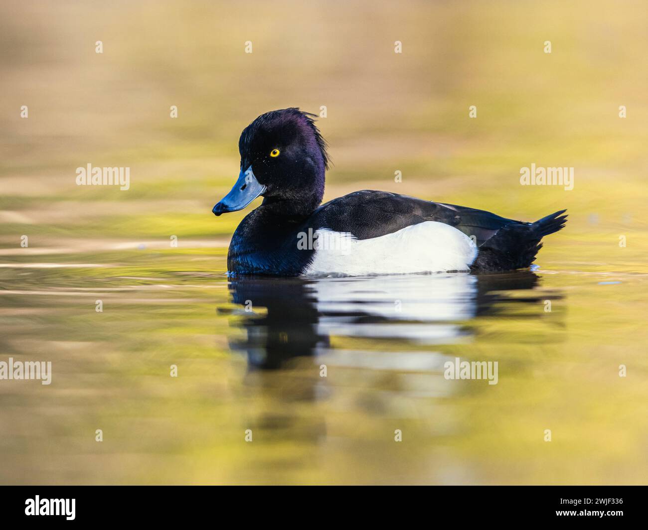 Mâle de canard touffeté, Aythya fuligula, oiseau sur l'eau en hiver Banque D'Images
