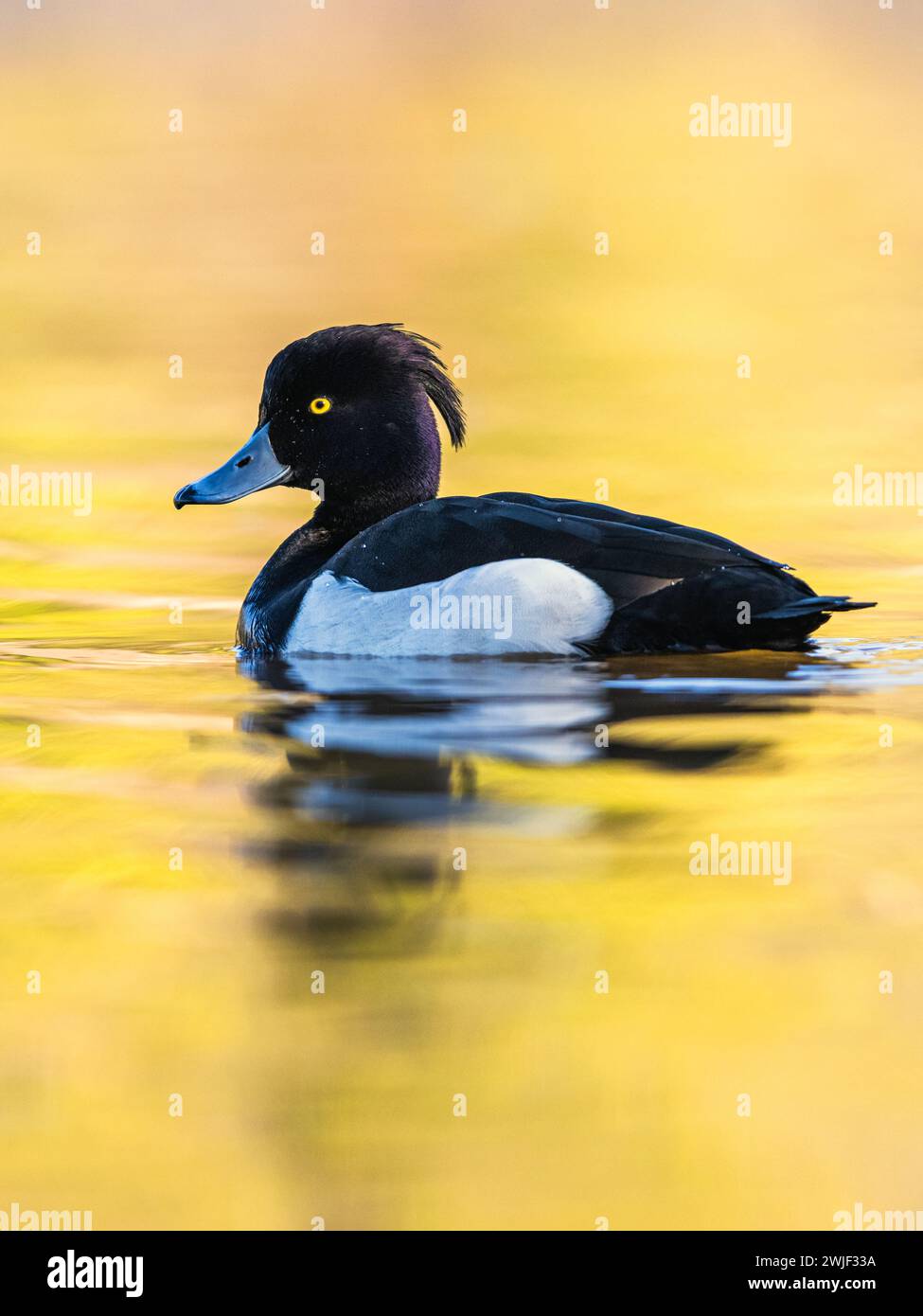 Mâle de canard touffeté, Aythya fuligula, oiseau sur l'eau en hiver Banque D'Images