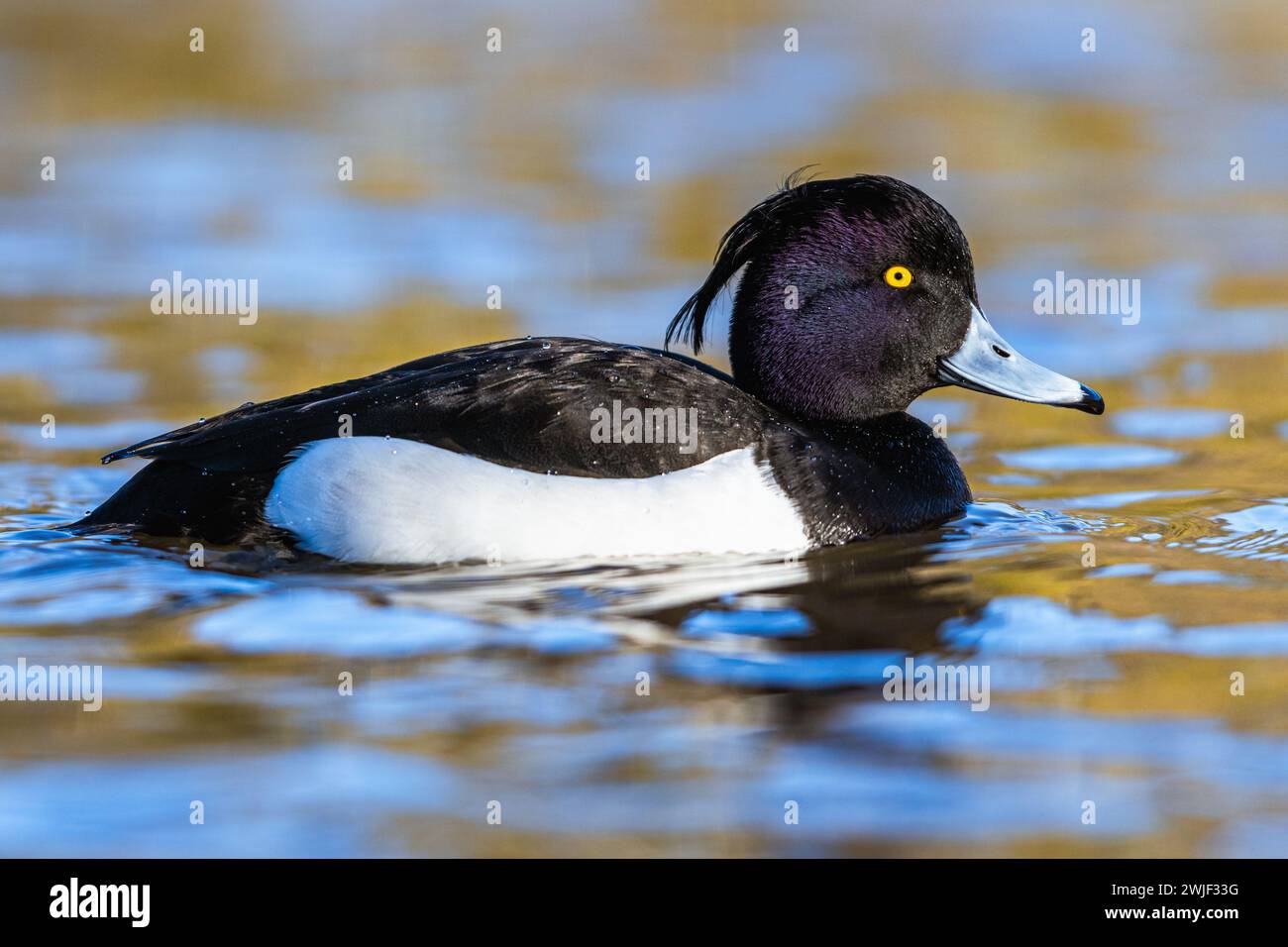 Mâle de canard touffeté, Aythya fuligula, oiseau sur l'eau en hiver Banque D'Images