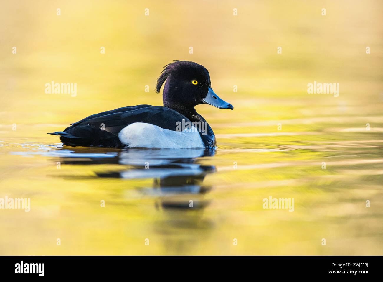Mâle de canard touffeté, Aythya fuligula, oiseau sur l'eau en hiver Banque D'Images