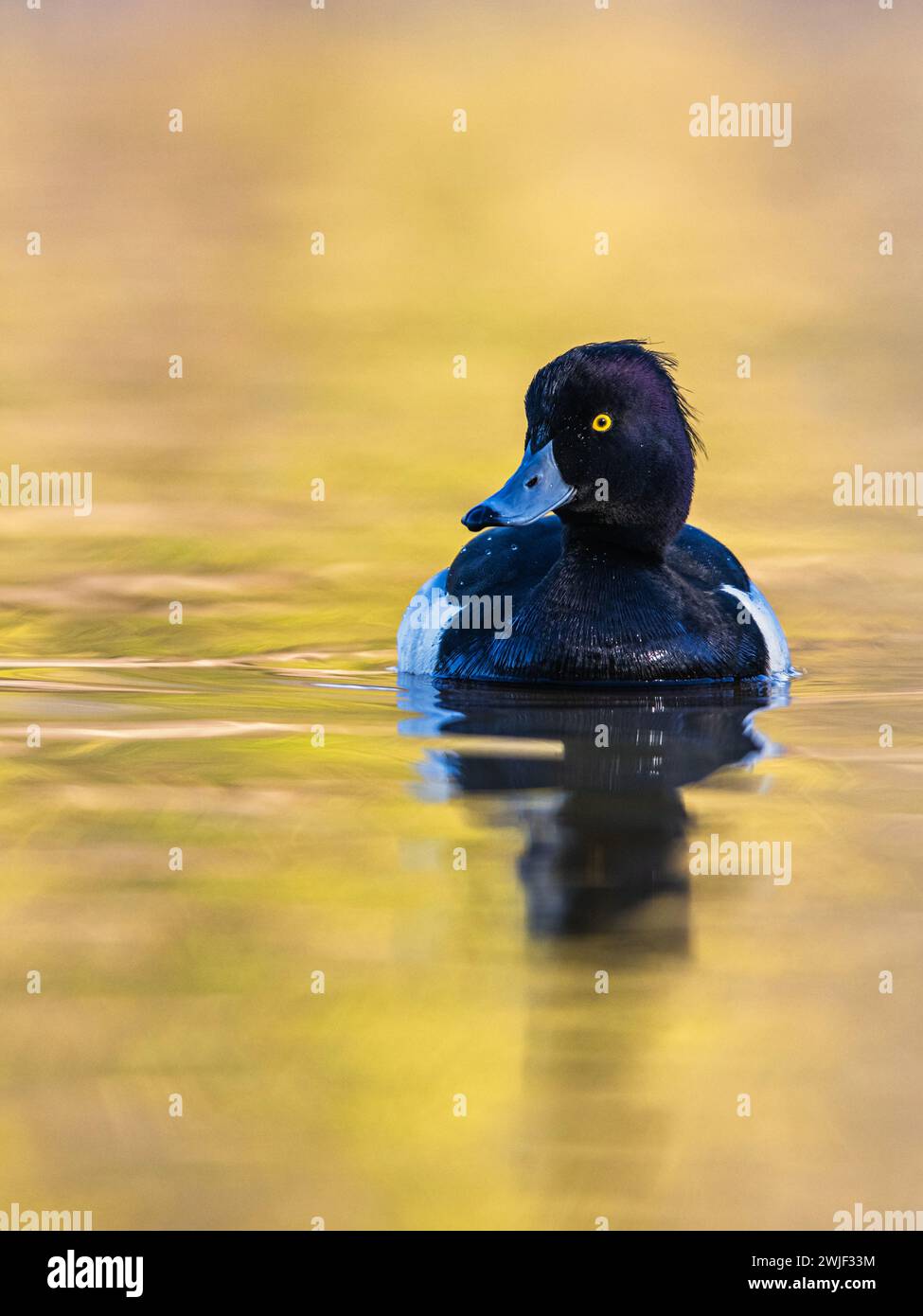 Mâle de canard touffeté, Aythya fuligula, oiseau sur l'eau en hiver Banque D'Images