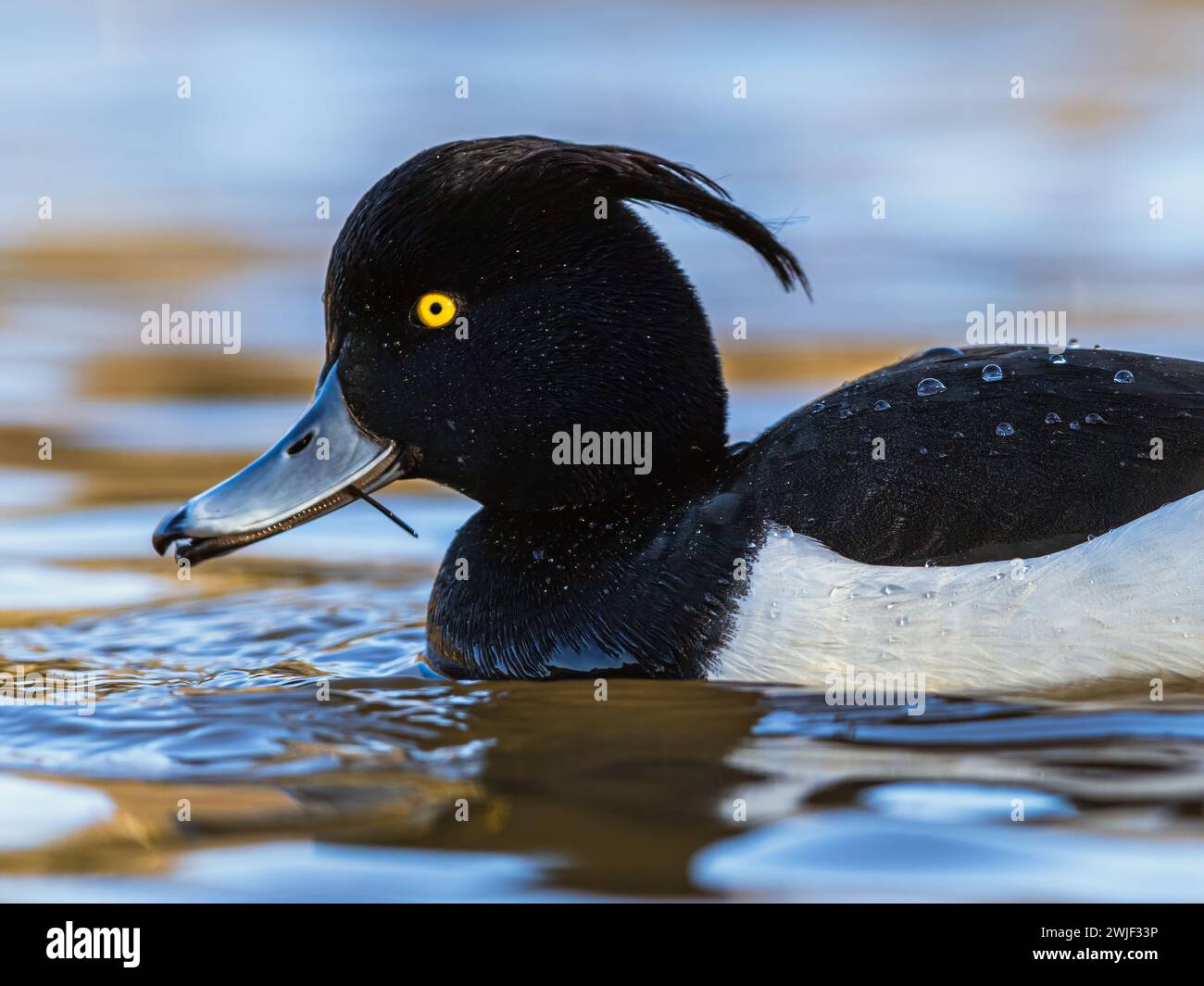 Mâle de canard touffeté, Aythya fuligula, oiseau sur l'eau en hiver Banque D'Images