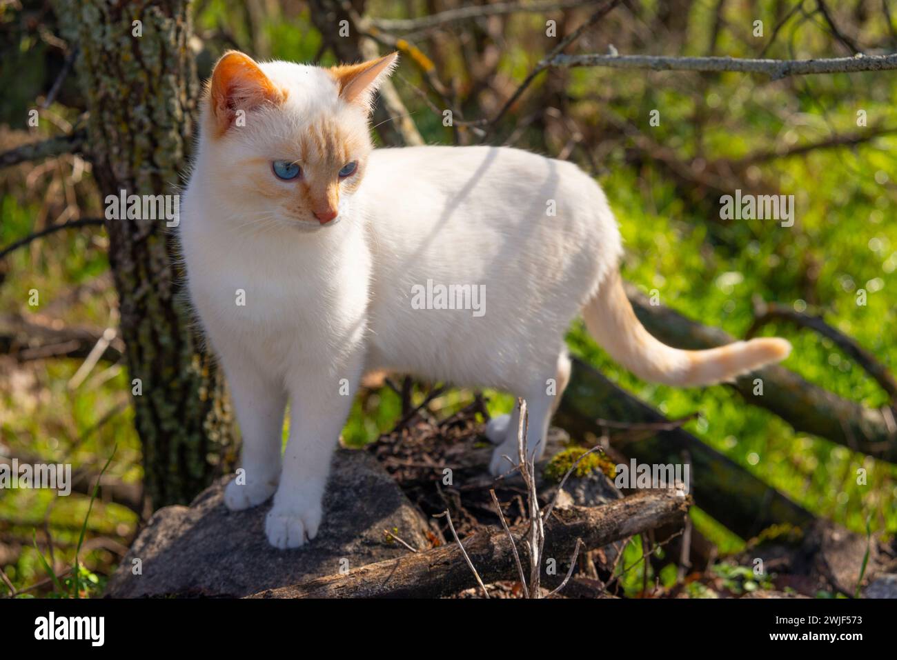 Chaton blanc. Banque D'Images