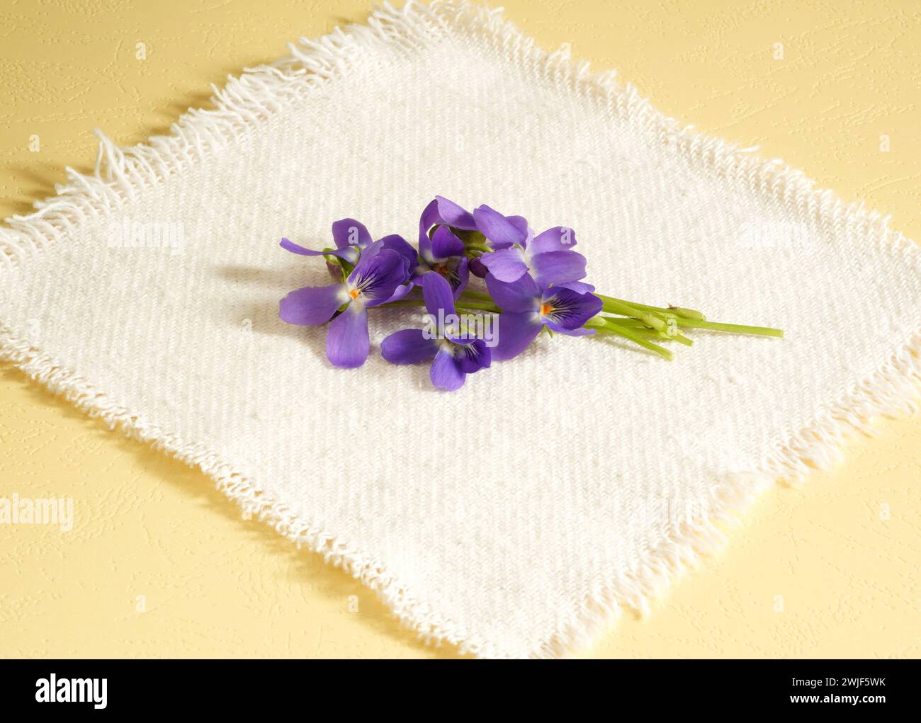 Bouquet de violettes violettes violettes (alto odorata) fleurs de printemps sur tissu blanc de coton et fond jaune avec espace pour le texte Banque D'Images