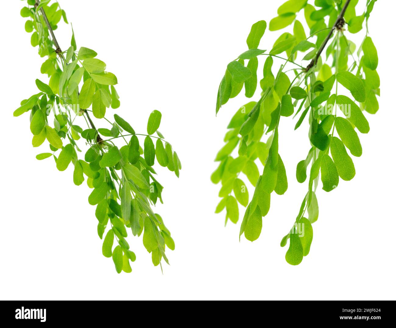 floral acacia laisse des branches vertes avec des feuilles sur fond blanc isolé pour une composition florale designer. Branches d'acacia avec des feuilles vertes. FR Banque D'Images