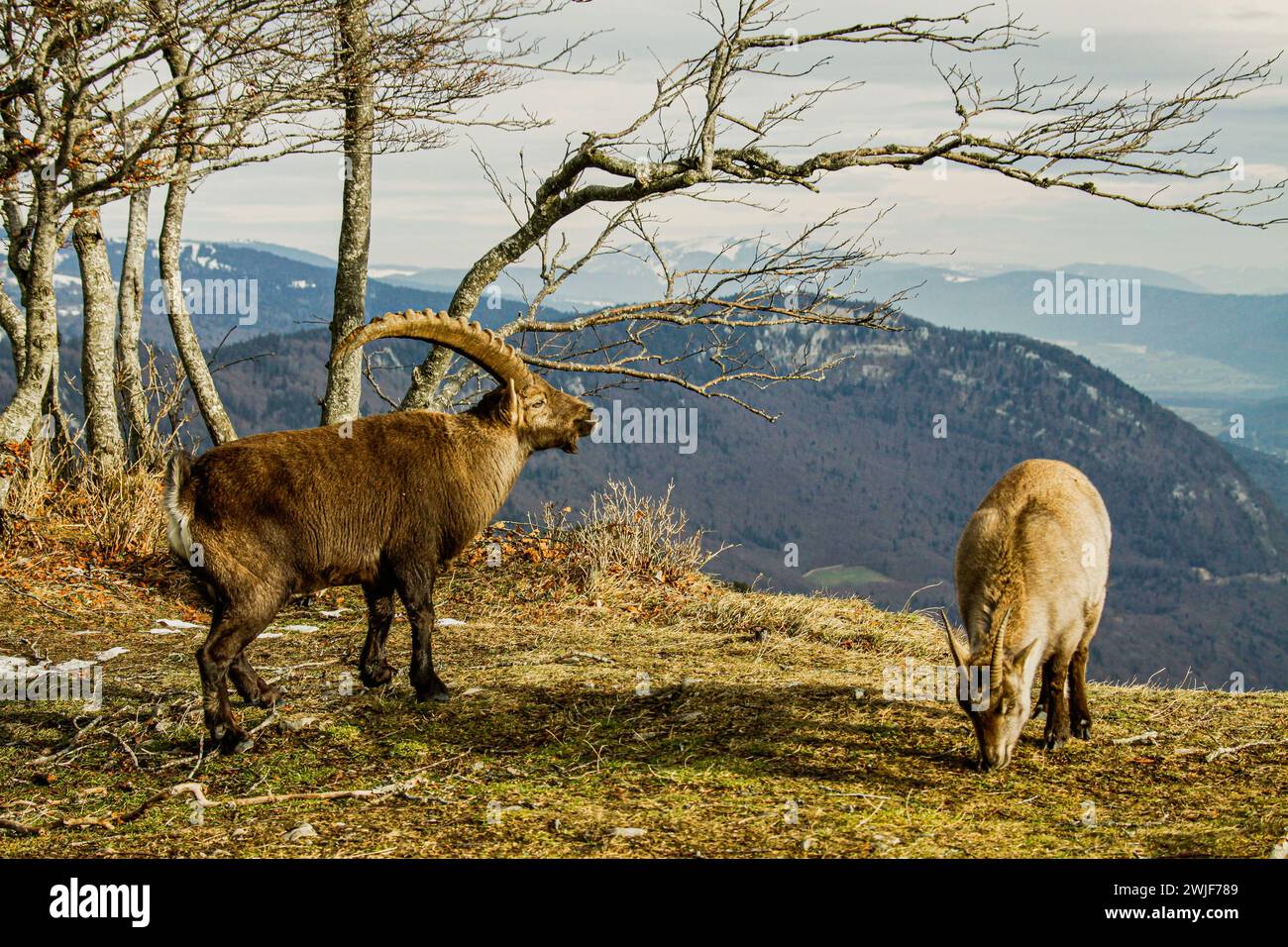 Une paire de bouillies alpines (Capra bouillie) près du creux du Van dans la montagne du jura suisse Banque D'Images