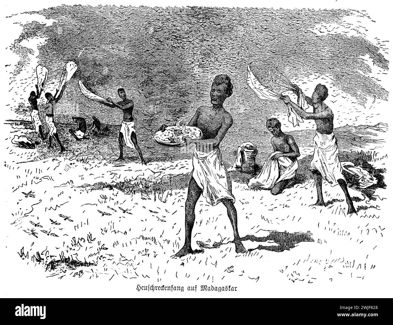 Prise de sauterelles à Madagascar, illustration du XIXe siècle Banque D'Images