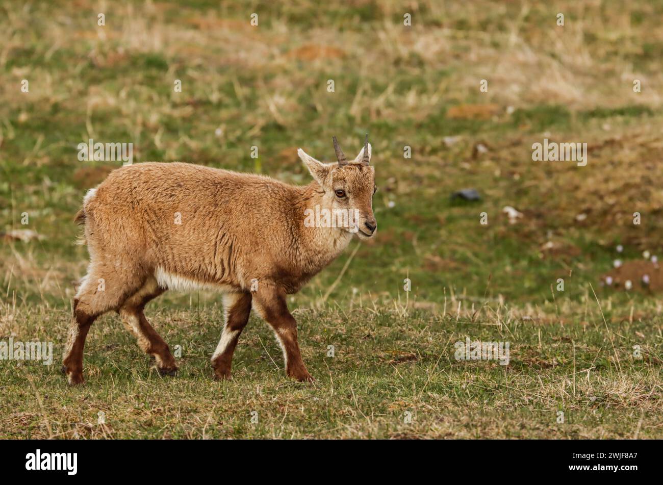 Jeune bouillon alpin (bouillon Capra) en avril sur un pâturage dans la montagne du jura suisse Banque D'Images