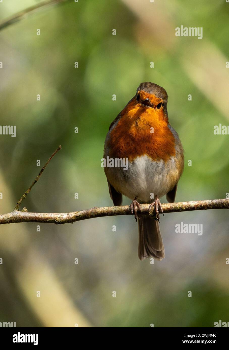 Robin RedBreast assis sur une branche au soleil. Banque D'Images