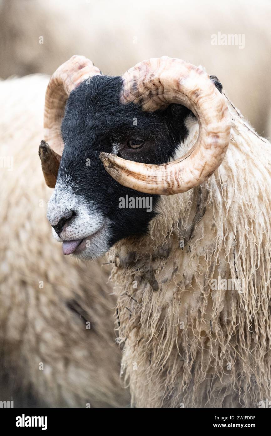 Ovins Blackface Banque D'Images