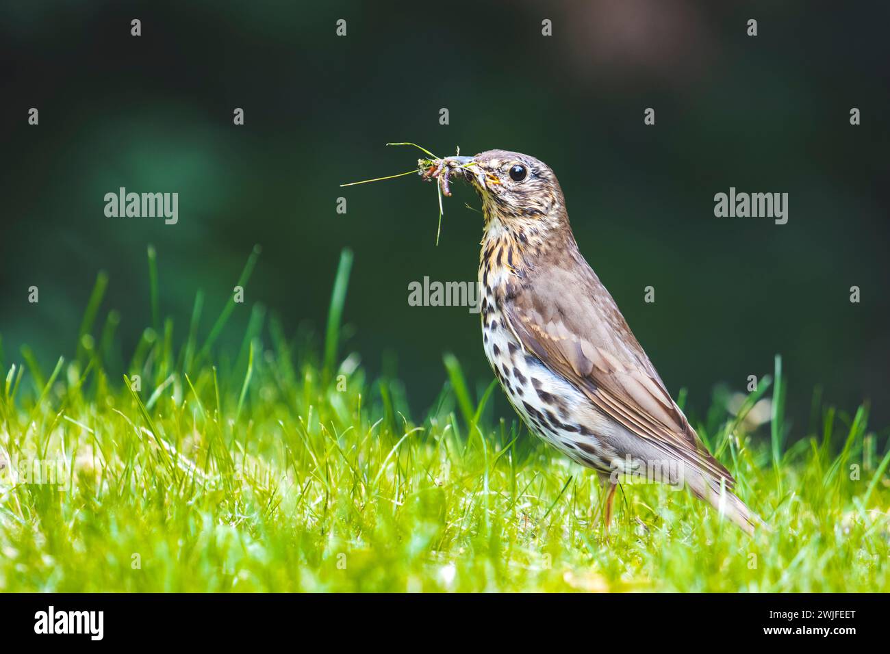 soin,oiseau se tient parmi l'herbe avec des vers dans son bec pour les poussins Banque D'Images