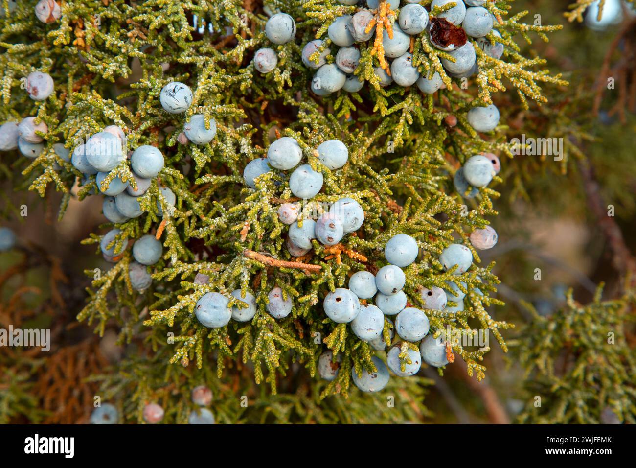 genévrier occidental (Juniperus occidentalis) du sentier Alder Springs, Crooked River National Prassland, Oregon Banque D'Images