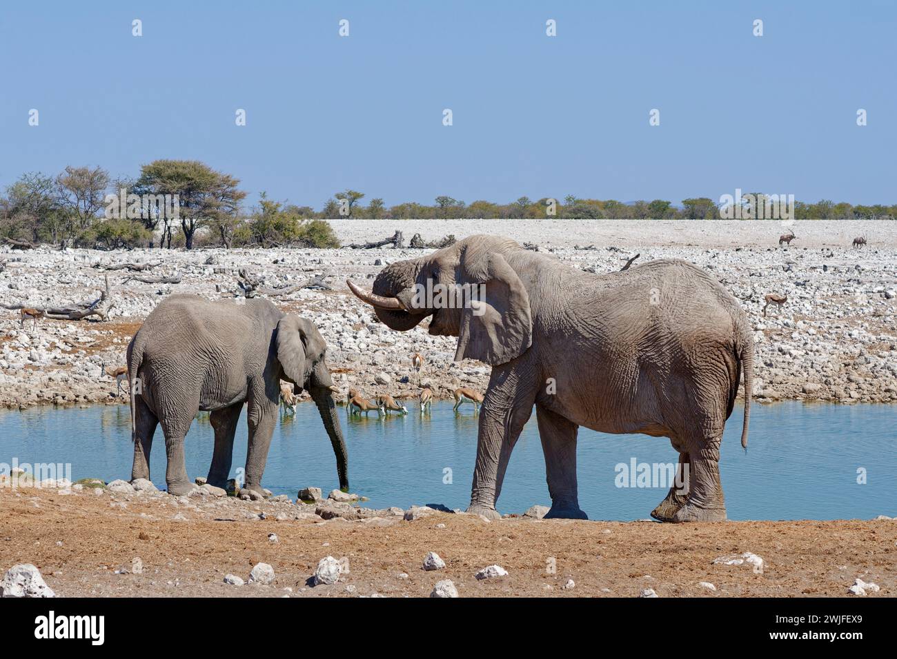 Éléphants de brousse d’Afrique (Loxodonta africana), éléphants mâles adultes et springboks (Antidorcas marsupialis), buvant au point d’eau d’Okaukuejo, parc national d’Etosha, Banque D'Images