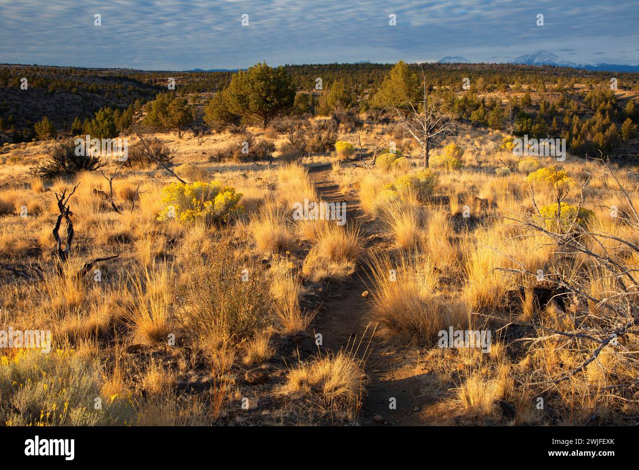 Alder Springs Trail, Crooked River National Grassland, Oregon Banque D'Images