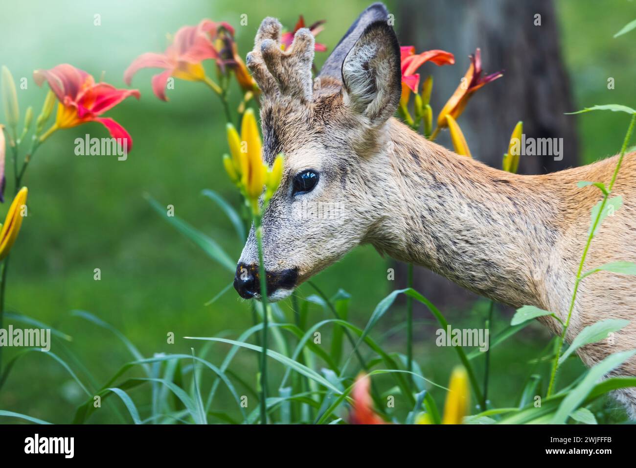 cerf rosé parmi de beaux lis printaniers Banque D'Images