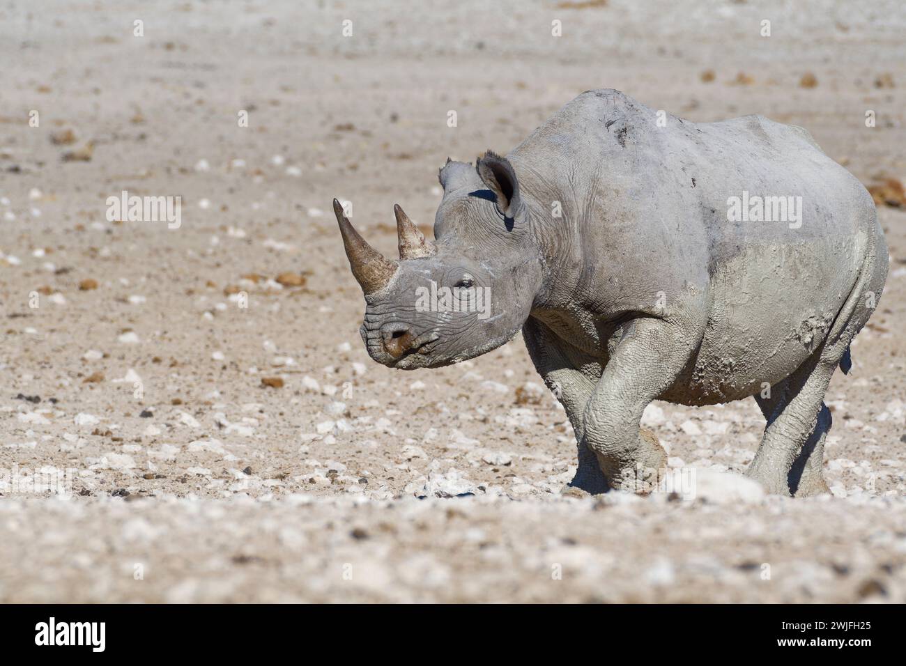 Rhinocéros noir (Diceros bicornis), femelle adulte couverte de boue humide, marchant vers le point d'eau, Parc National d'Etosha, Namibie, Afrique Banque D'Images