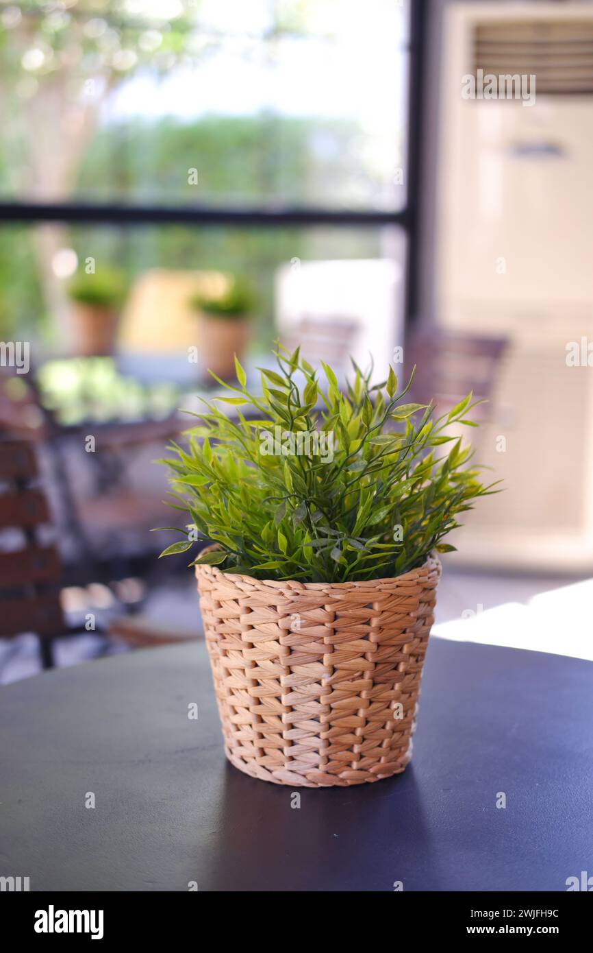 Plante d'intérieur verte dans un pot de fleurs sur une table dans un café à l'intérieur dans une journée ensoleillée Banque D'Images