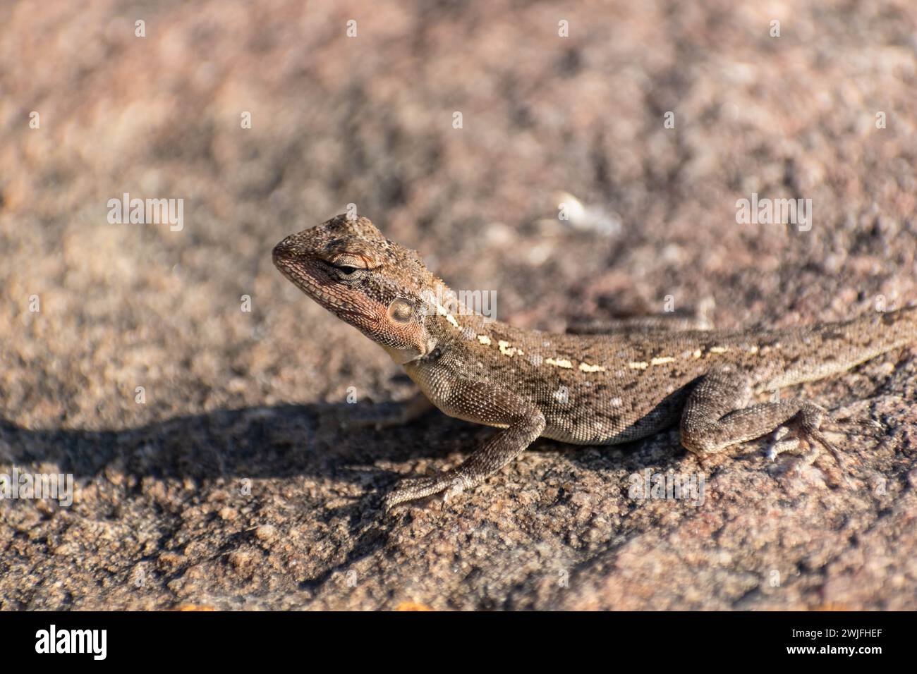 Un lézard agama rocheux est capturé dans son habitat naturel, imprégnant la chaleur sur une surface de pierre dans la ville historique de Shravanabelagola. Banque D'Images