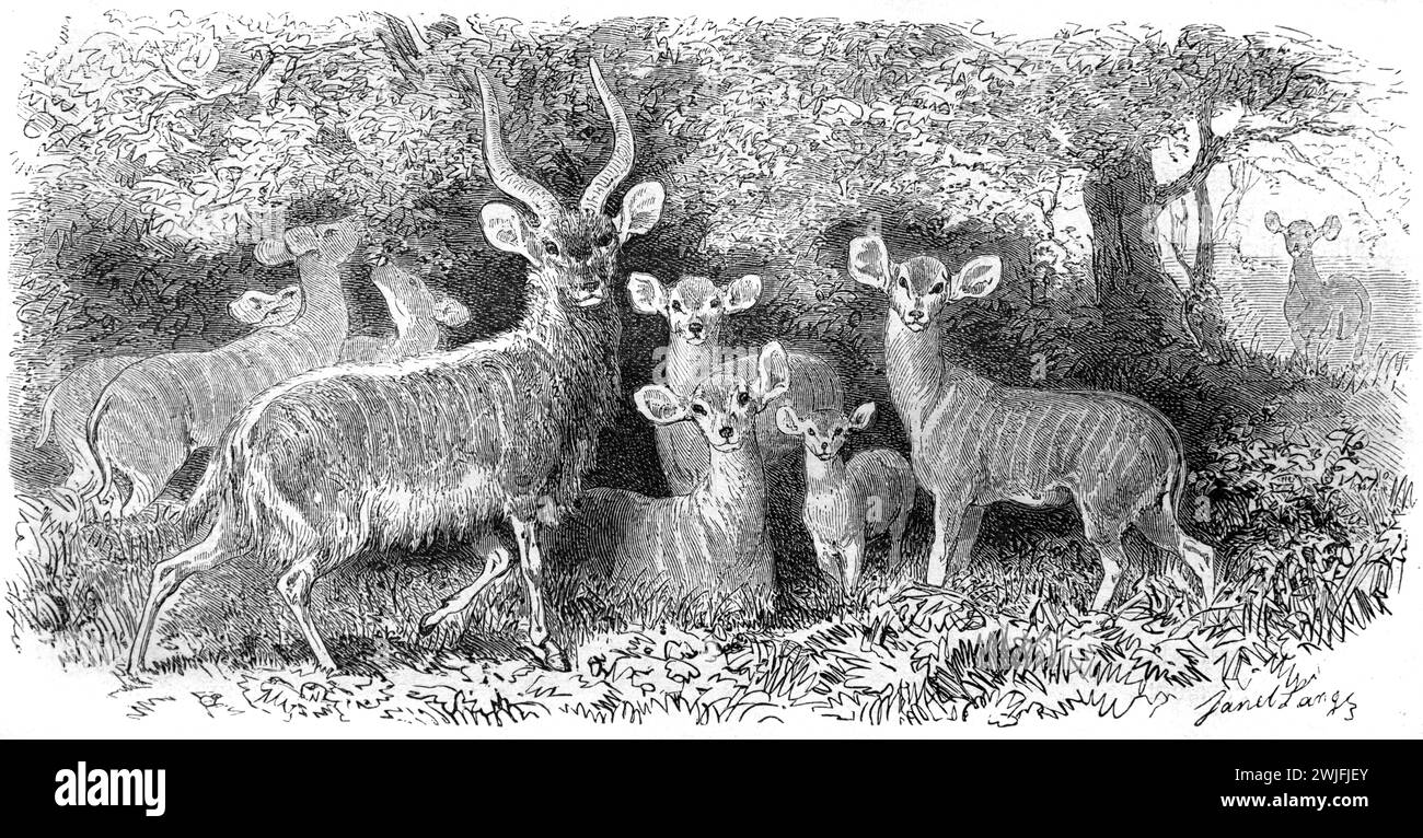 Groupe ou famille d'antilope Nyala des basses terres, Tragelaphus angasii syn. Nyala angasii, Afrique australe. Gravure vintage ou historique ou illustration 1863 Banque D'Images