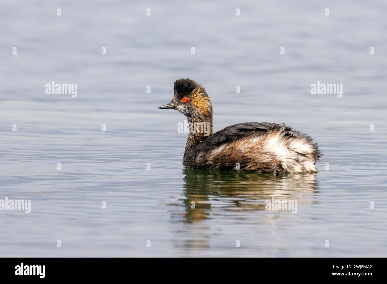 Grebe à col noir, Podiceps Nigricollis, Nord-est de l'Italie Banque D'Images