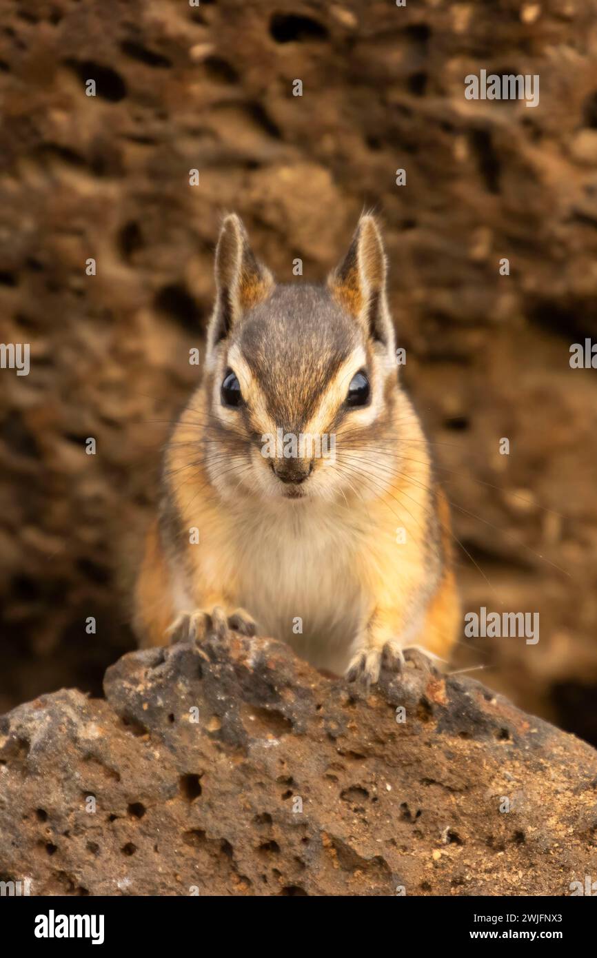 Chipmunk, observation des aveugles du lac Cabin, forêt nationale de Deschutes, Oregon Banque D'Images