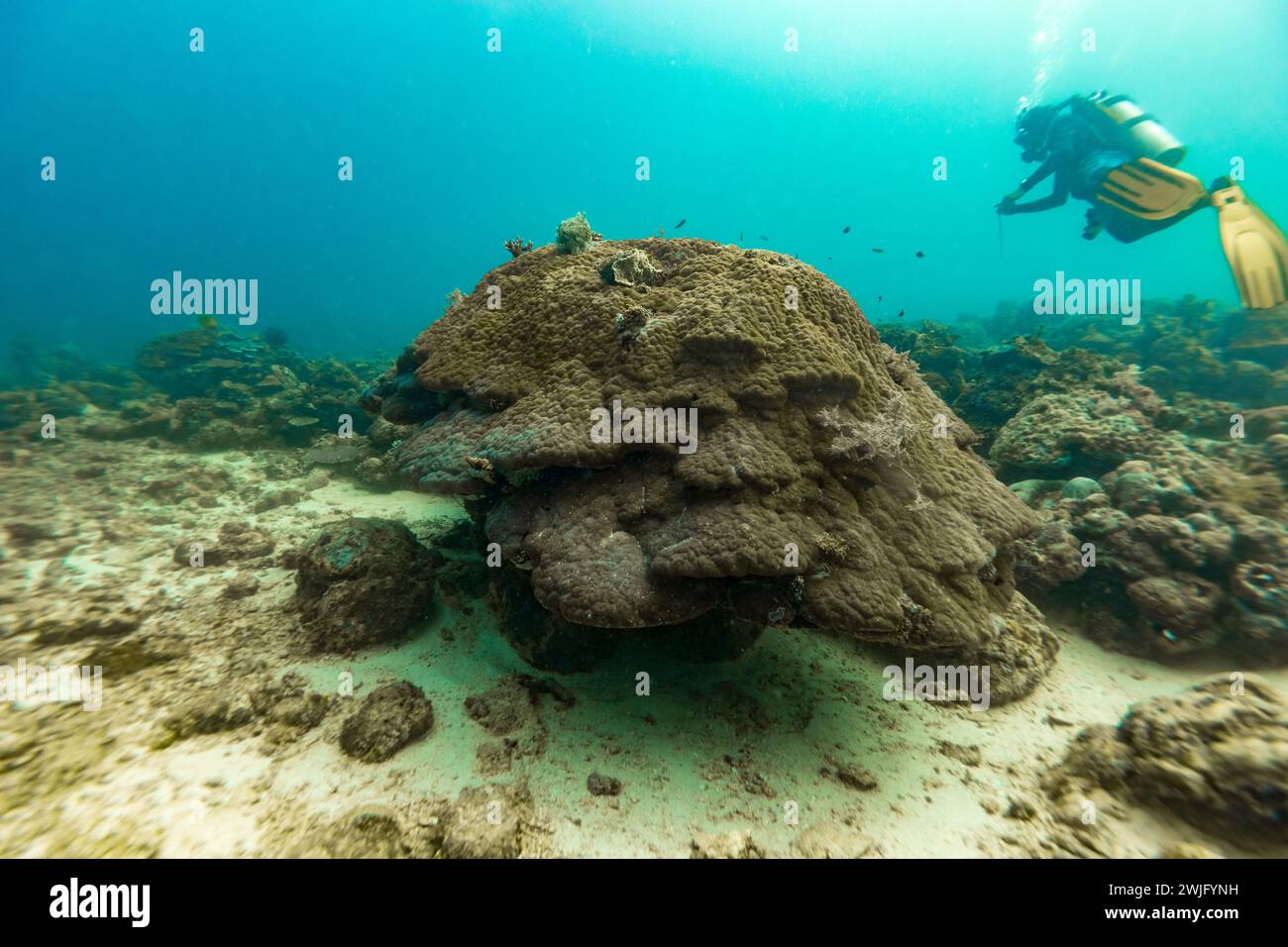 vue sur le paysage du plongeur sur le récif corallien tropical, avec des coraux durs et mous et des poissons Banque D'Images