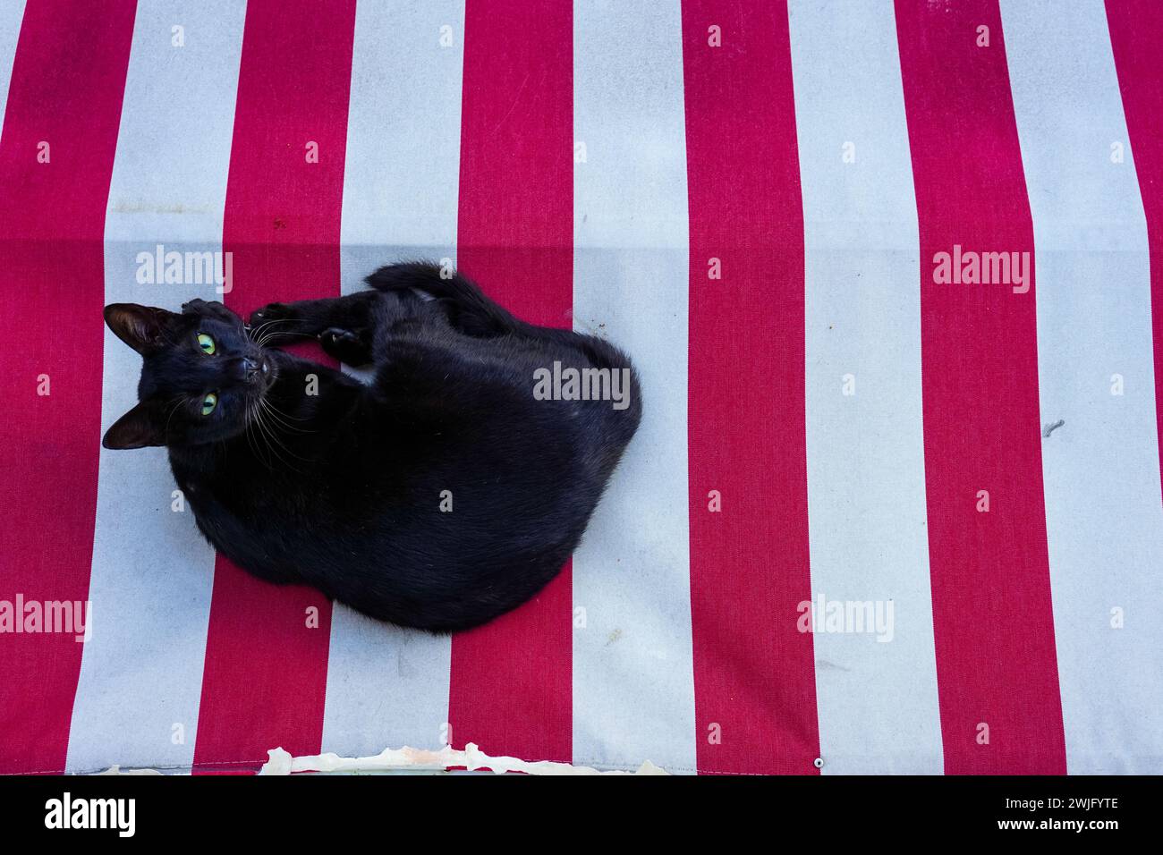 Capturer un chat noir d'en haut, placé sur un fond contrasté Banque D'Images