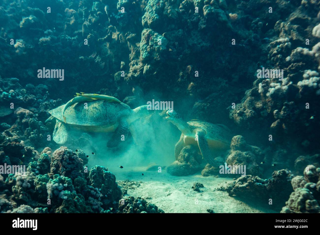 2 tortues de mer verte, Chelonia mydas, se battent pour dormir dans la crevasse d'un récif corallien tropical Banque D'Images