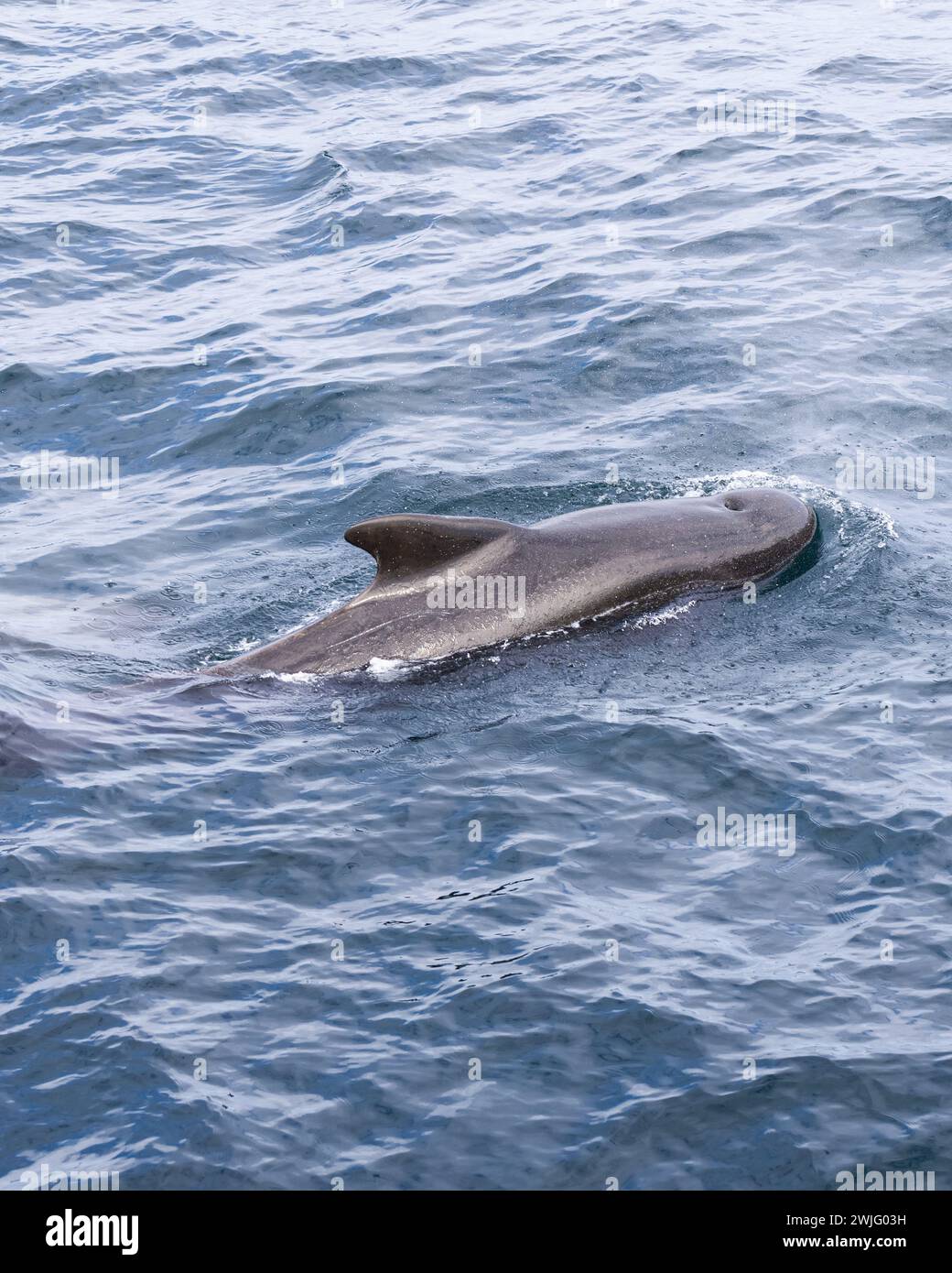 Le profil épuré d'une baleine pilote est mis en évidence contre l'étendue bleue texturée de la mer de Norvège (photo verticale) Banque D'Images