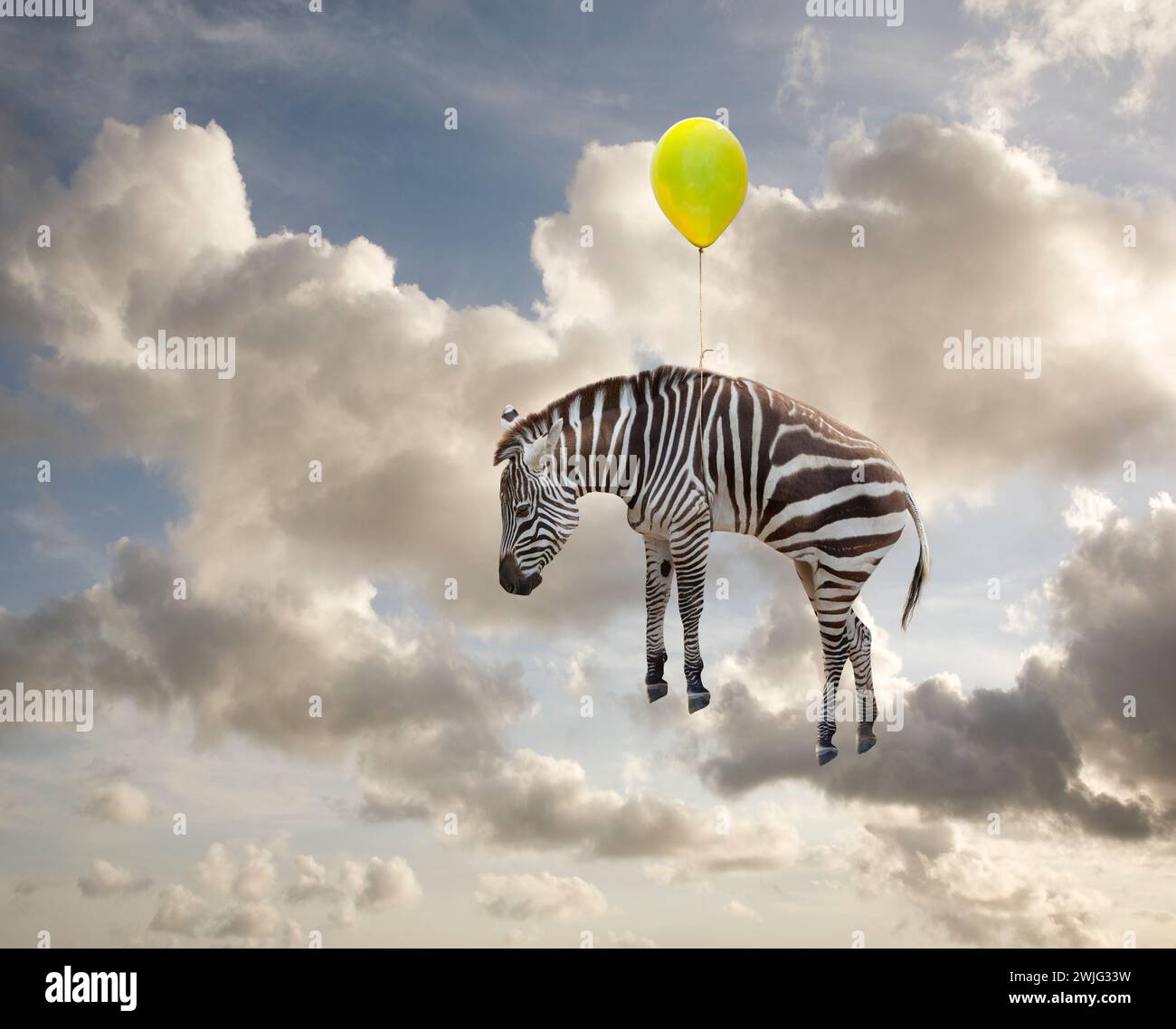 Un zèbre flotte à travers un ciel d'été suspendu à un ballon jaune dans une image sur l'inattendu, la fantaisie, l'imagination et le bizarre. Banque D'Images