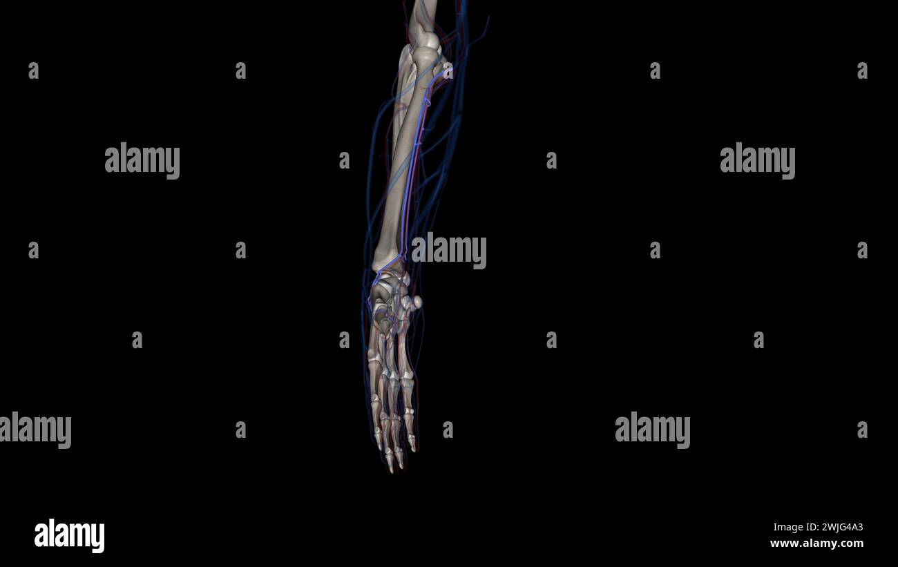 Les veines radiales prennent naissance dans le dos de la main à partir de la partie latérale de l'arc veineux palmaire profond 3d illustration Banque D'Images